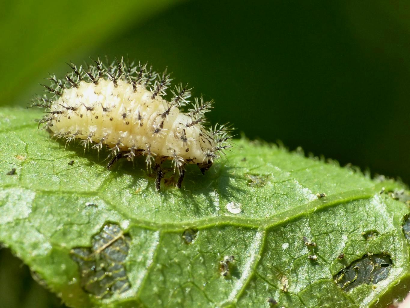 Larva di Chrysomelidae?  No, di Henosepilachna argus (Coccinellidae)